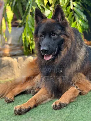 1+ year Male Purebred German Shepherd