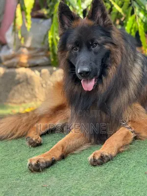 1+ year Male Purebred German Shepherd
