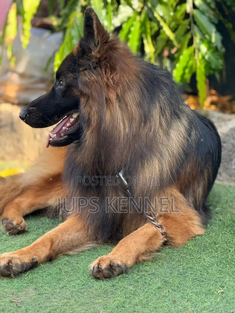 1+ year Male Purebred German Shepherd