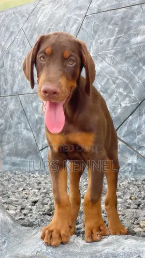 1-3 months Female Purebred Doberman Pinscher