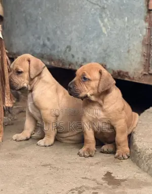 1-3 months Female Purebred Boerboel