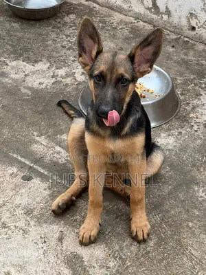 1-3 months Female Purebred German Shepherd