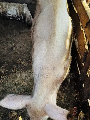 Giant Healthy Female Pig
