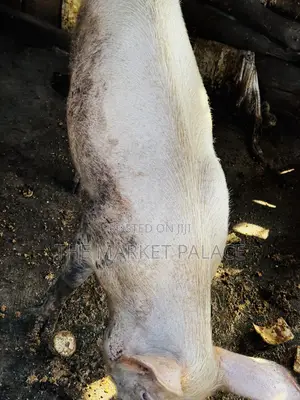 Giant Healthy Female Pig