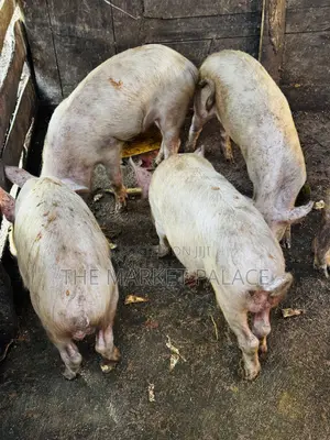 3 Months Piglets