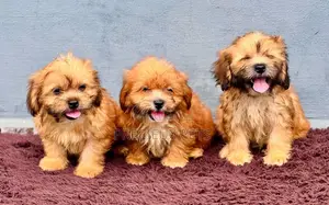 1-3 months Male Purebred Lhasa Apso