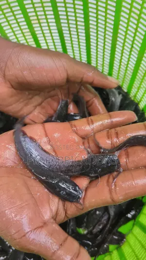 Catfish Jumbos