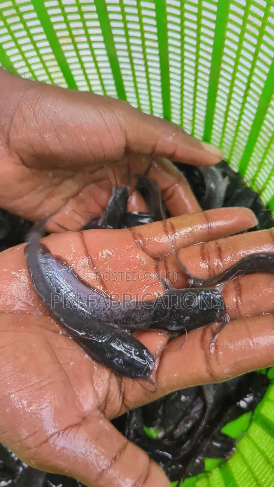 Catfish Jumbos
