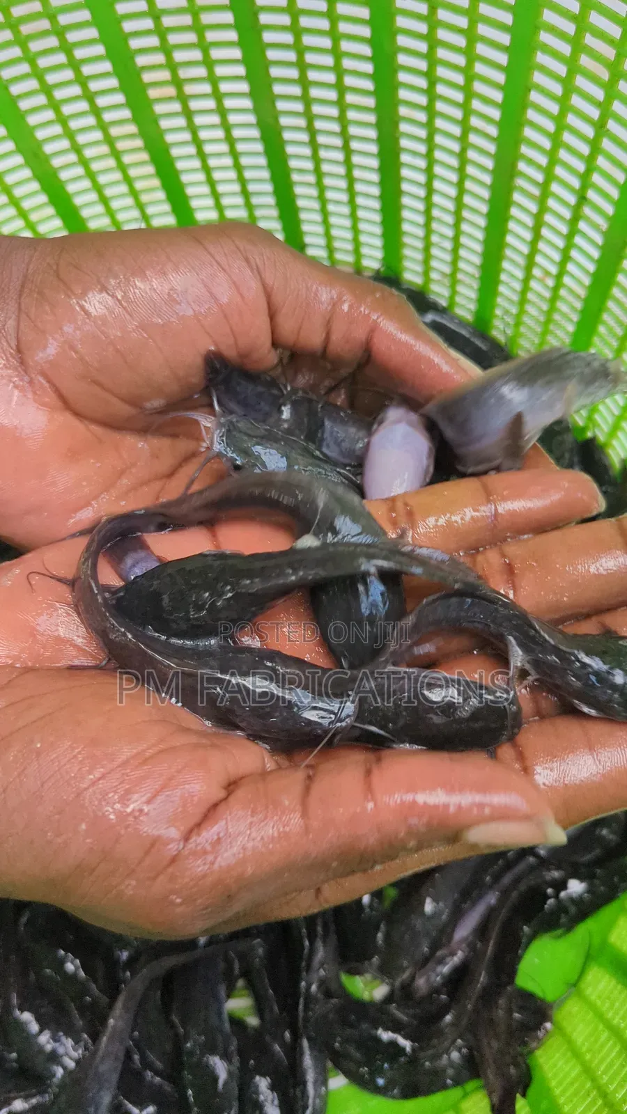 Catfish Jumbos
