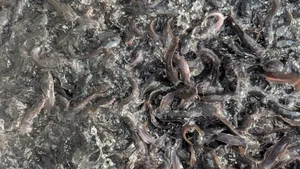 Catfish Jumbos