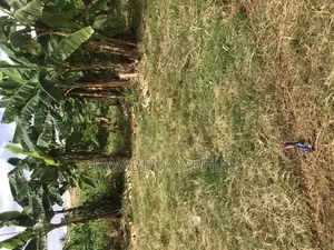 Plot of Land at Tech Anwomaso Is on Sales