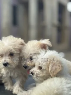 1-3 months Female Purebred Maltipoo