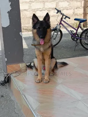 3-6 months Male Purebred German Shepherd