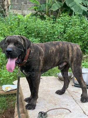 6-12 months Male Purebred Boerboel