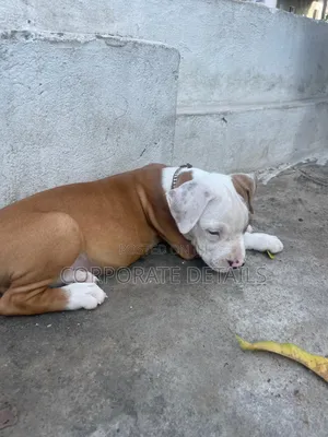 3-6 months Male Purebred American Pit Bull Terrier