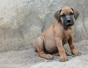 1-3 months Male Purebred Boerboel