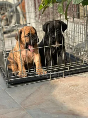 1-3 months Male Purebred Boerboel