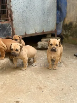 1-3 months Male Purebred Boerboel