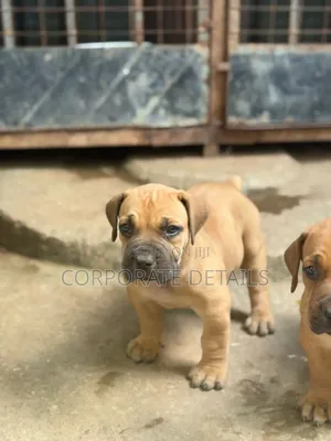 1-3 months Male Purebred Boerboel