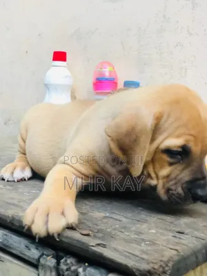 1-3 months Male Purebred Boerboel