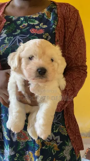 1-3 months Female Purebred Maltese