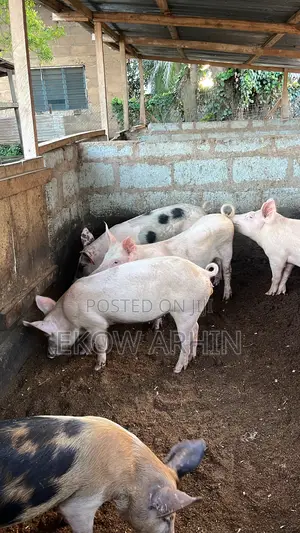 Pork Ghetto