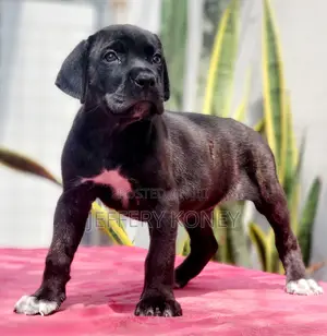 1-3 months Male Purebred Cane Corso