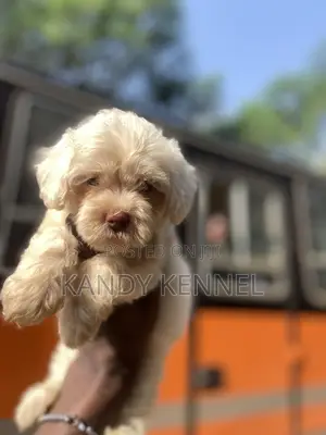1-3 months Female Purebred Poodle