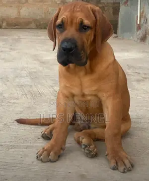 1-3 months Male Purebred Boerboel