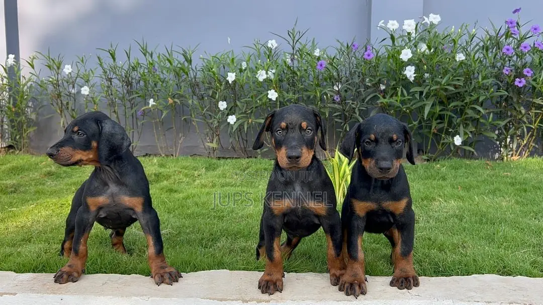 1-3 months Female Purebred Doberman Pinscher