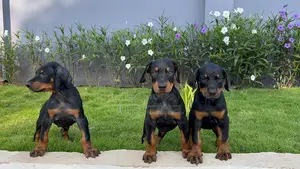 1-3 months Female Purebred Doberman Pinscher