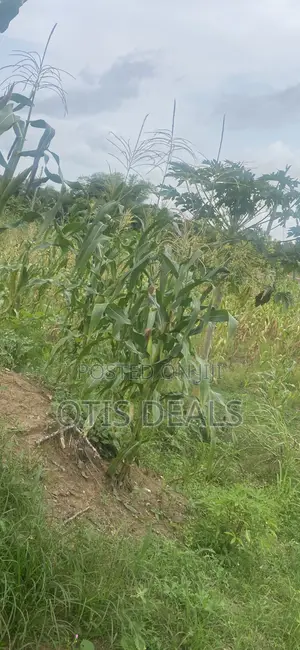 Grace Land Farms