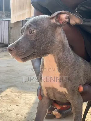 1-3 months Female Purebred American Pit Bull Terrier