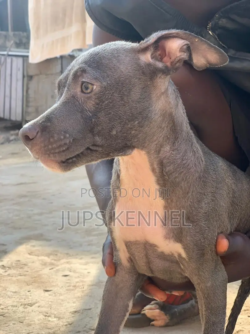 1-3 months Female Purebred American Pit Bull Terrier