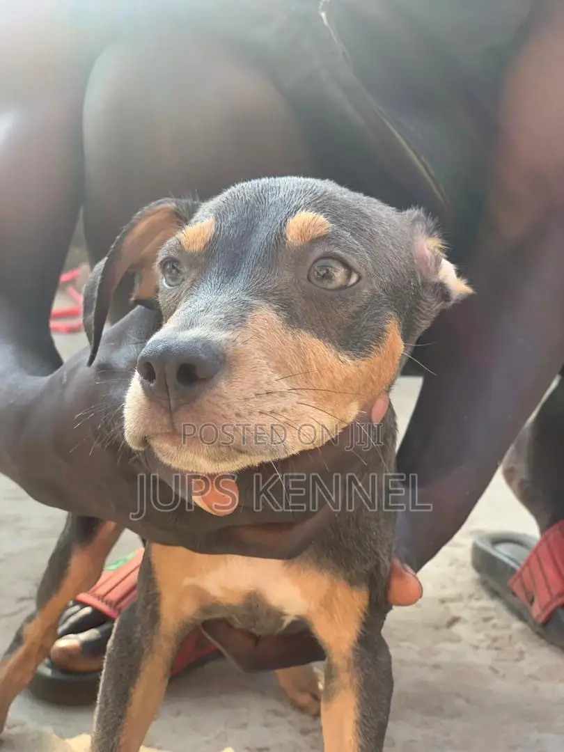 1-3 months Female Purebred American Pit Bull Terrier