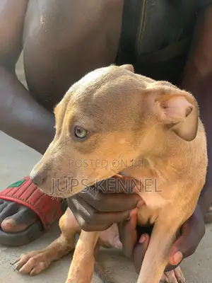 1-3 months Female Purebred American Pit Bull Terrier