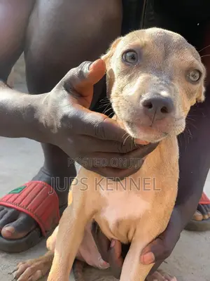 1-3 months Female Purebred American Pit Bull Terrier