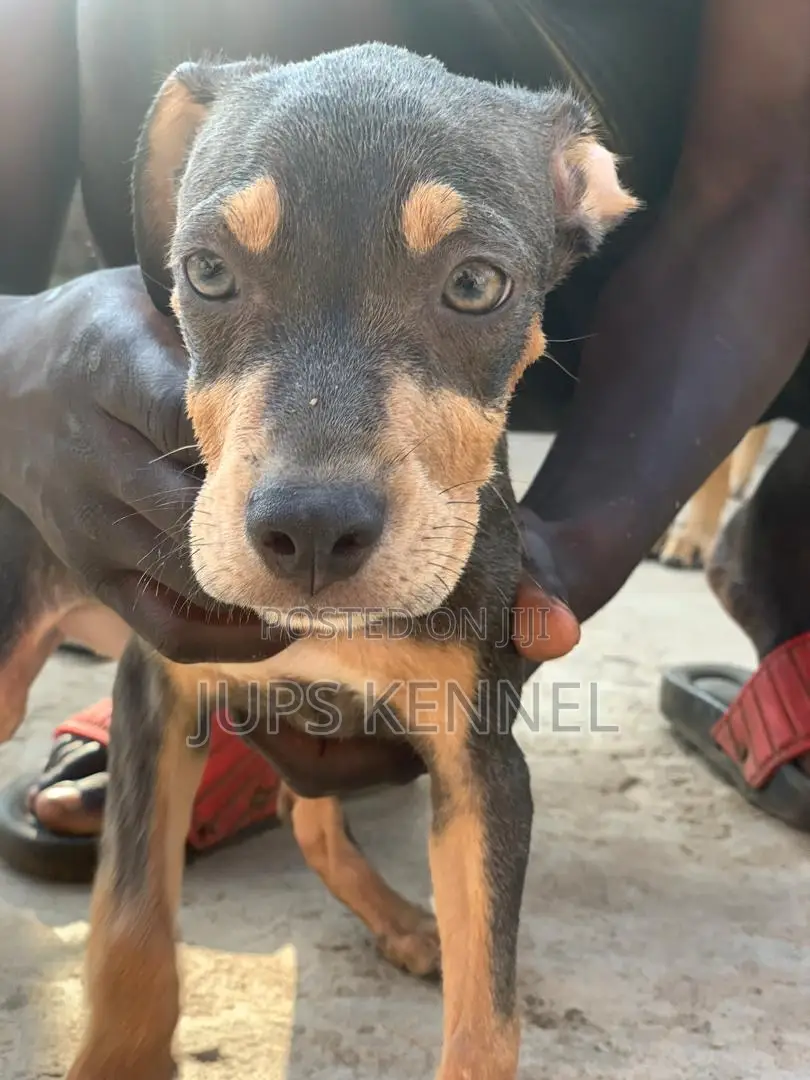 1-3 months Female Purebred American Pit Bull Terrier