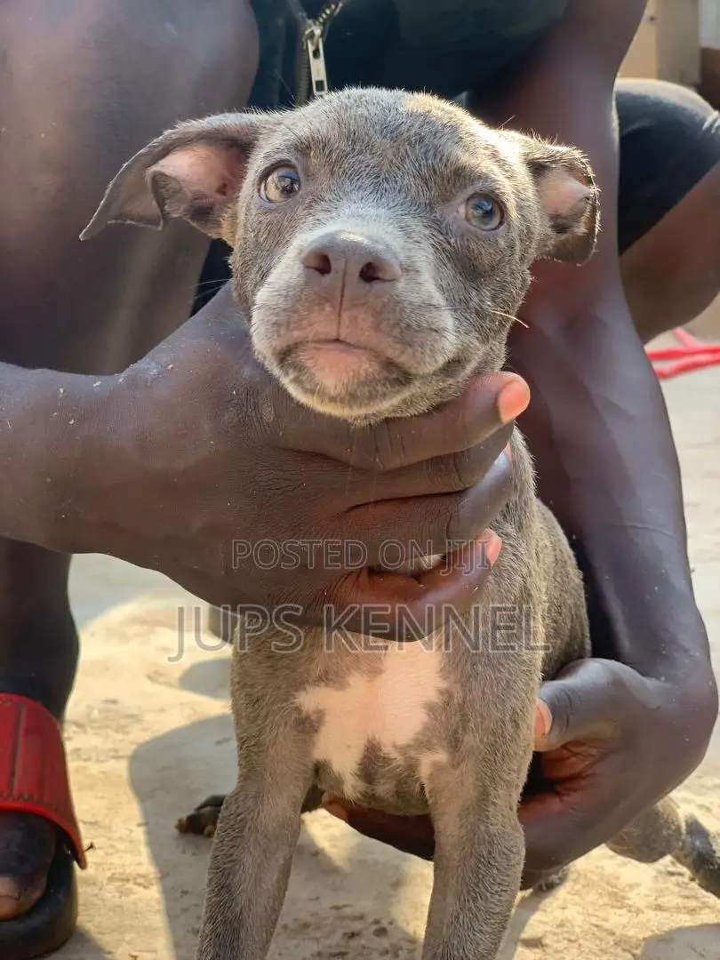 1-3 months Female Purebred American Pit Bull Terrier