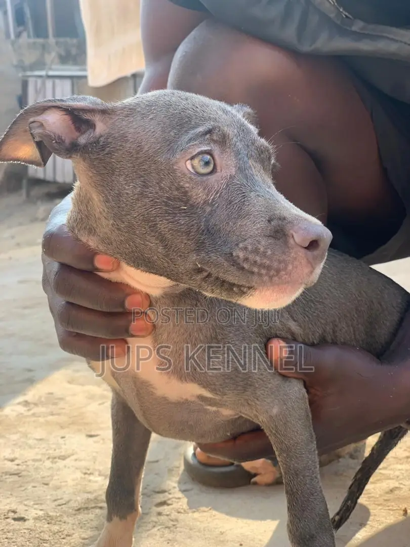 1-3 months Female Purebred American Pit Bull Terrier