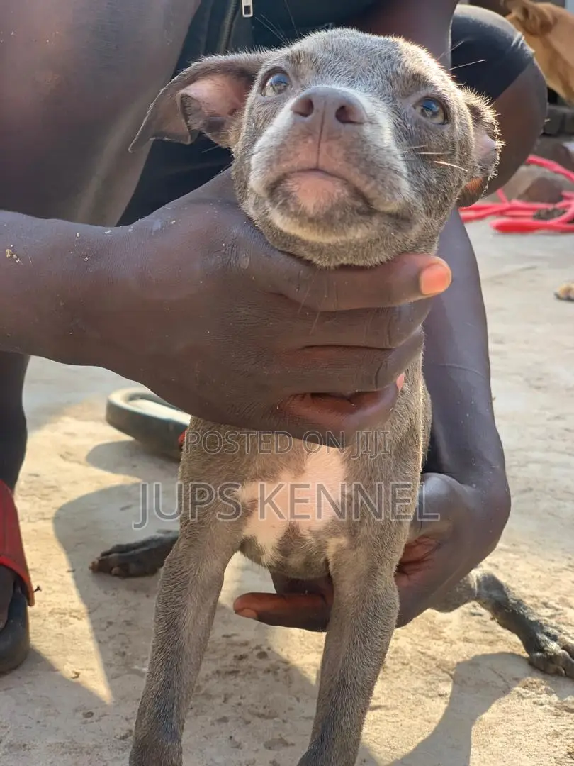 1-3 months Female Purebred American Pit Bull Terrier