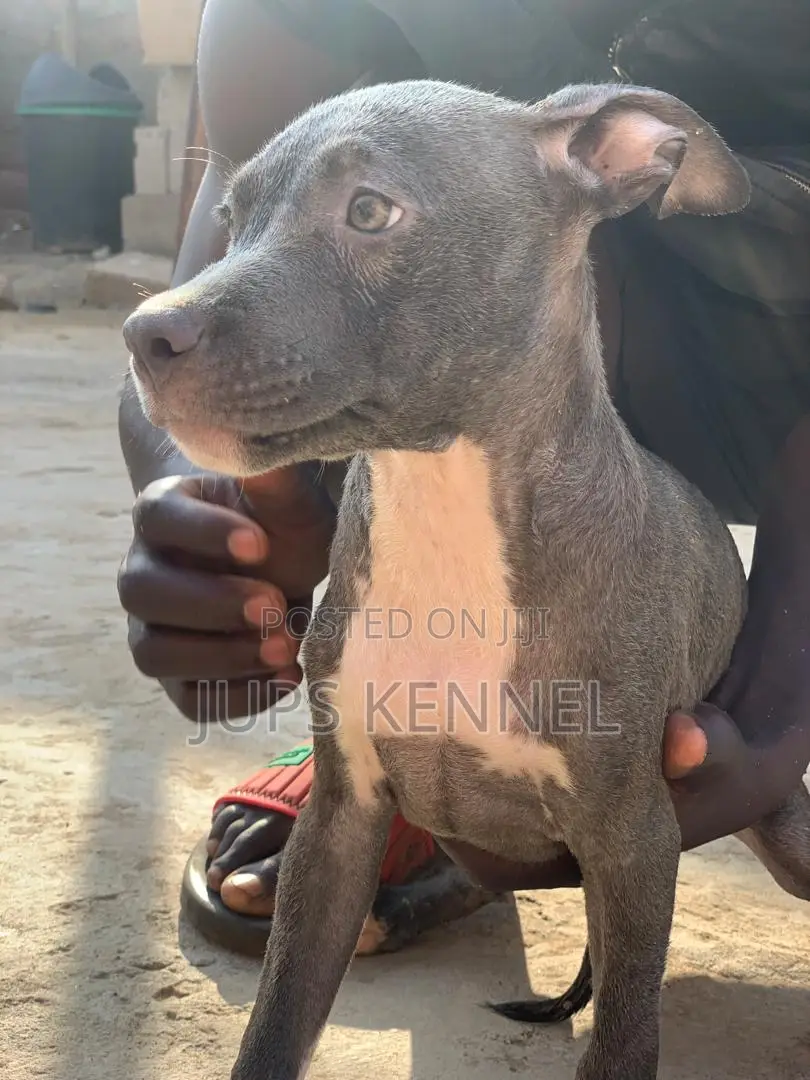 1-3 months Female Purebred American Pit Bull Terrier