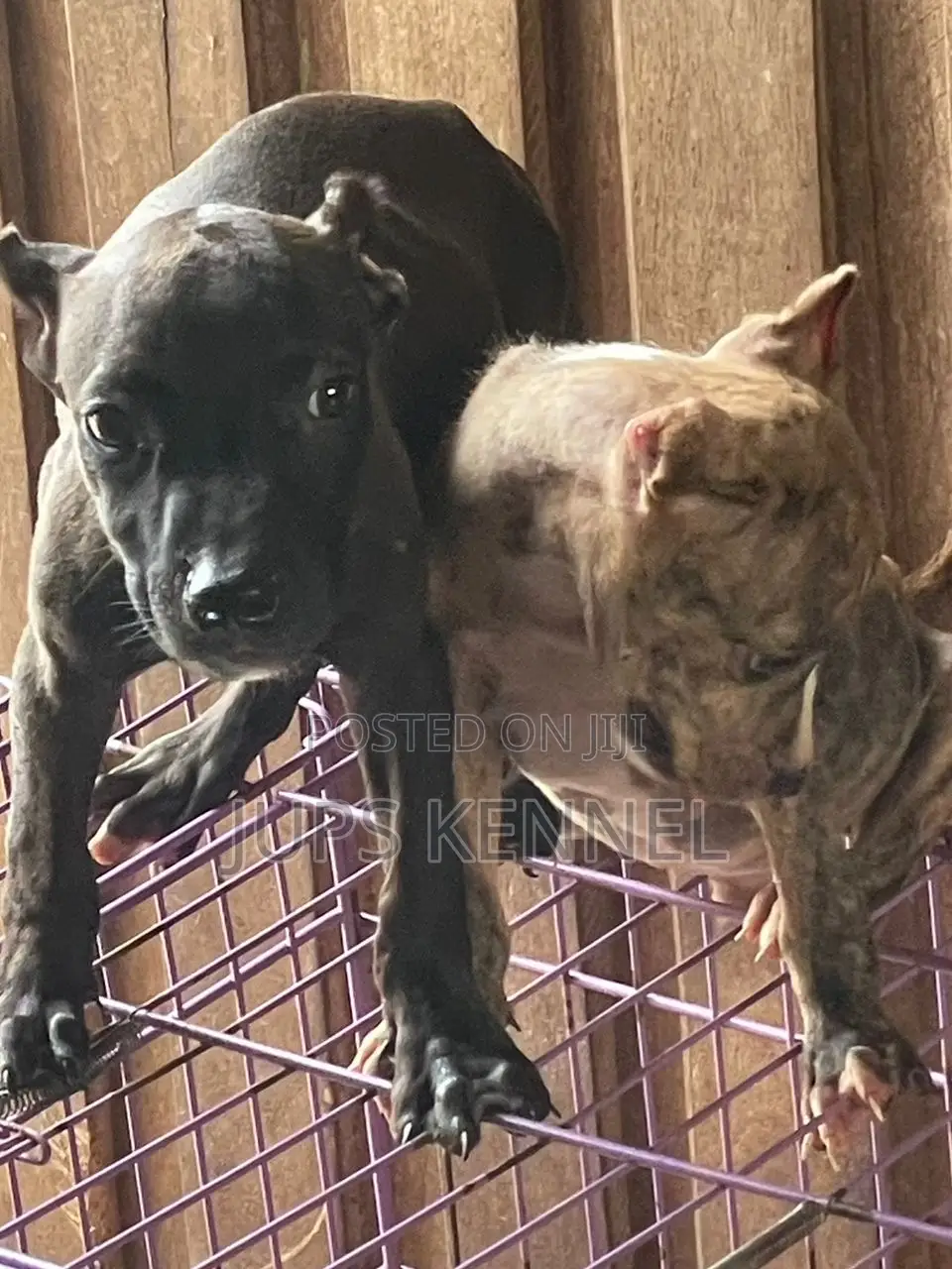 1-3 months Female Purebred American Pit Bull Terrier