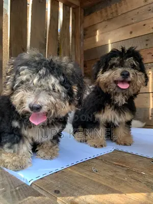 1-3 months Male Purebred Poodle