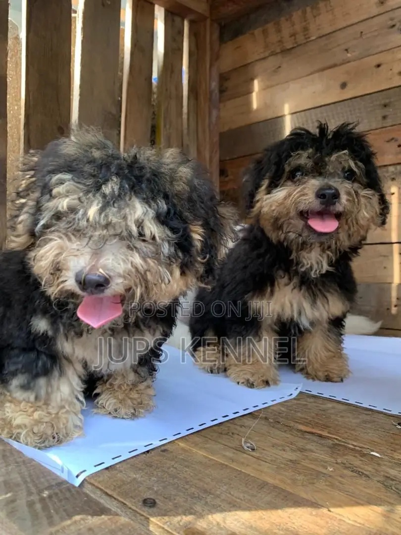 1-3 months Male Purebred Poodle