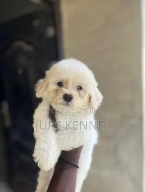1-3 months Female Purebred Poodle