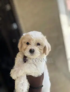 1-3 months Female Purebred Poodle