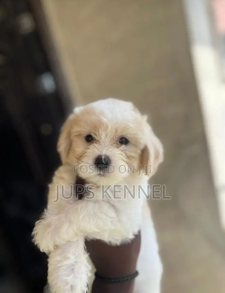 1-3 months Female Purebred Poodle