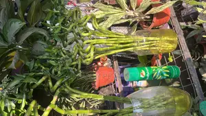 Lucky Bamboo for Sale