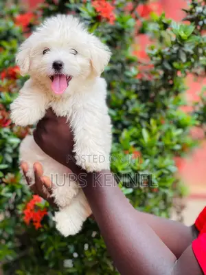 1-3 months Female Purebred Poodle